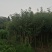 绿化作物绿化树树苗