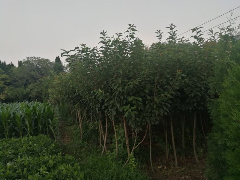 绿化作物绿化树树苗
