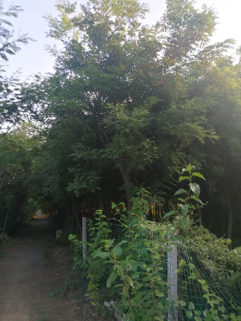绿化作物绿化树树苗