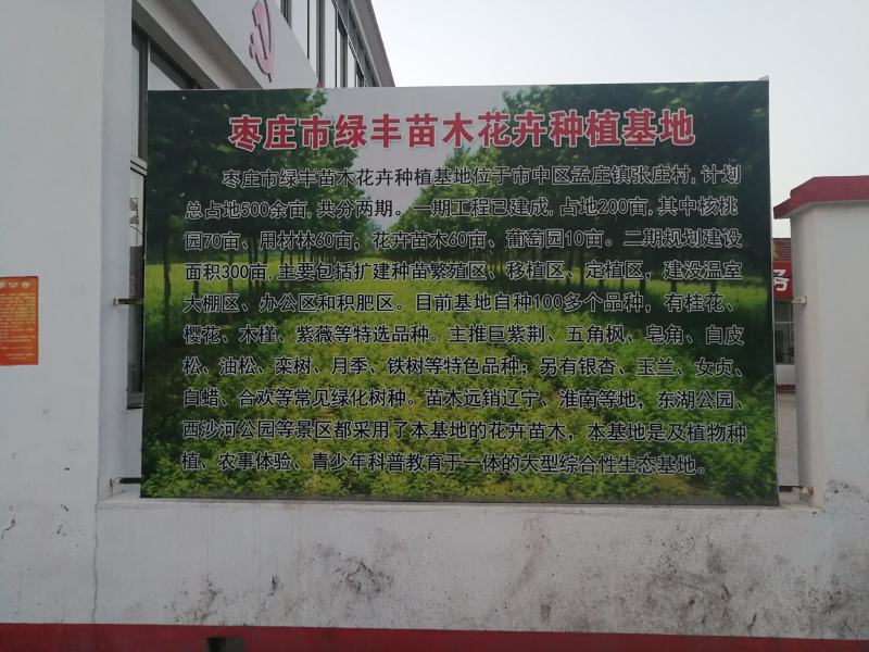 绿化作物绿化树树苗