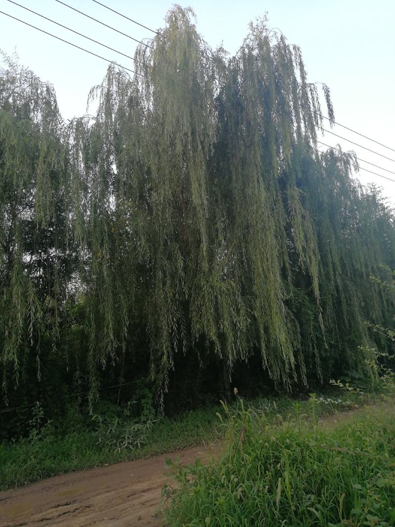 绿化作物绿化树树苗