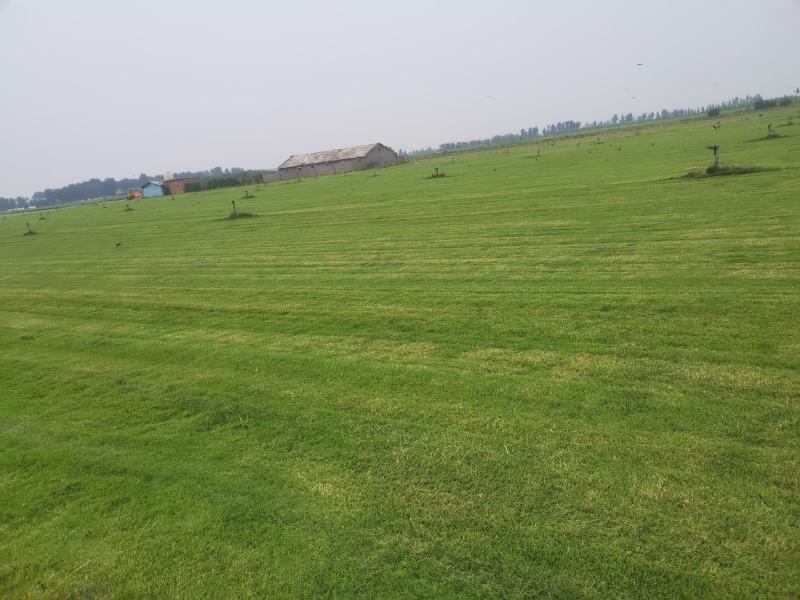 河南新乡市草坪基地直发，百慕大，早熟禾，果岭草，剪股颖