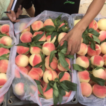 蒙阴蜜桃大量现货供应