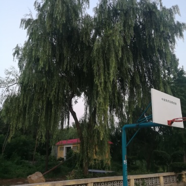 绿化作物可可来看树价格可面议