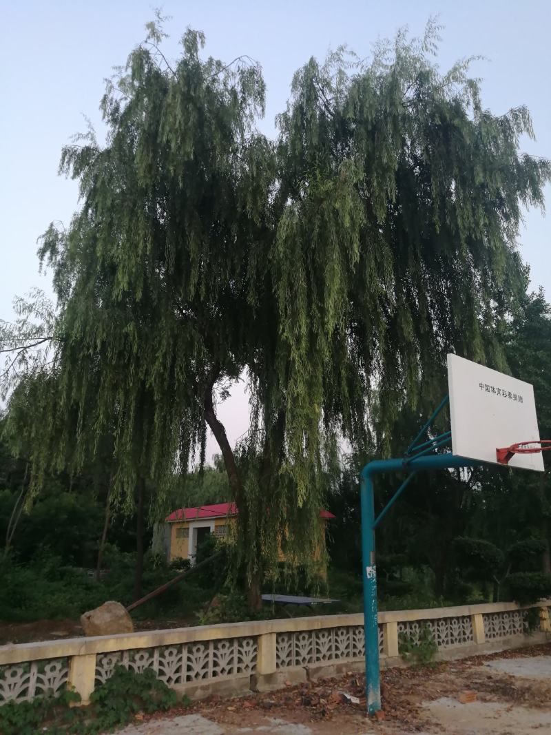 绿化作物可可来看树价格可面议