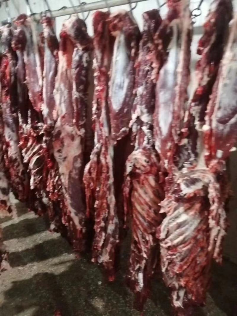 新鲜剔骨屠宰纯干无水黄牛肉，每个部位都有，客户可随意挑选