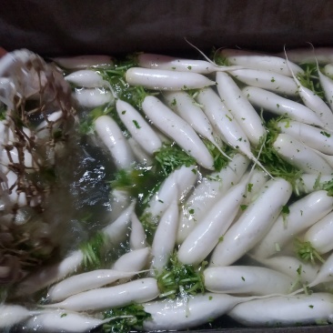白萝卜湖北长阳高山白萝卜量大质优！！！！！！！！