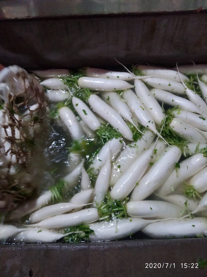 白萝卜湖北长阳高山白萝卜量大质优！！！！！！！！