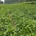 南板蓝根幼苗（种植加工回收）量大从优重要的是种一年管3年