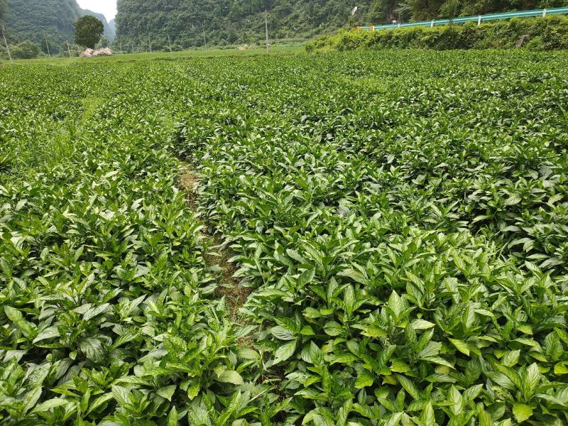 南板蓝根幼苗（种植加工回收）量大从优重要的是种一年管3年