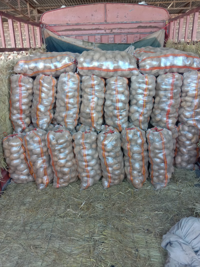 甘肃靖远土豆大量上市个体均匀3两通天
