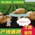 土豆希森V7，Ev系列土豆大量供应，产地直销，一手货源。