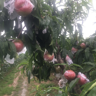 杠六油桃已大量上市，有需要的可以联系我，以诚信为本