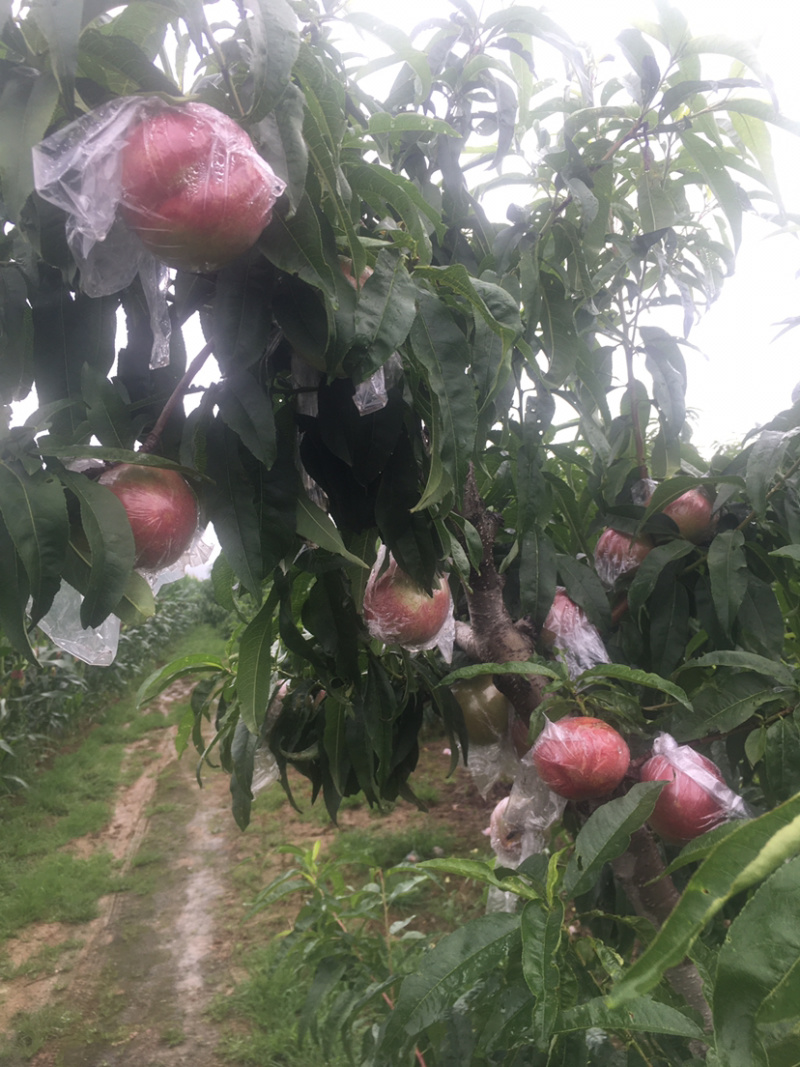 杠六油桃已大量上市，有需要的可以联系我，以诚信为本