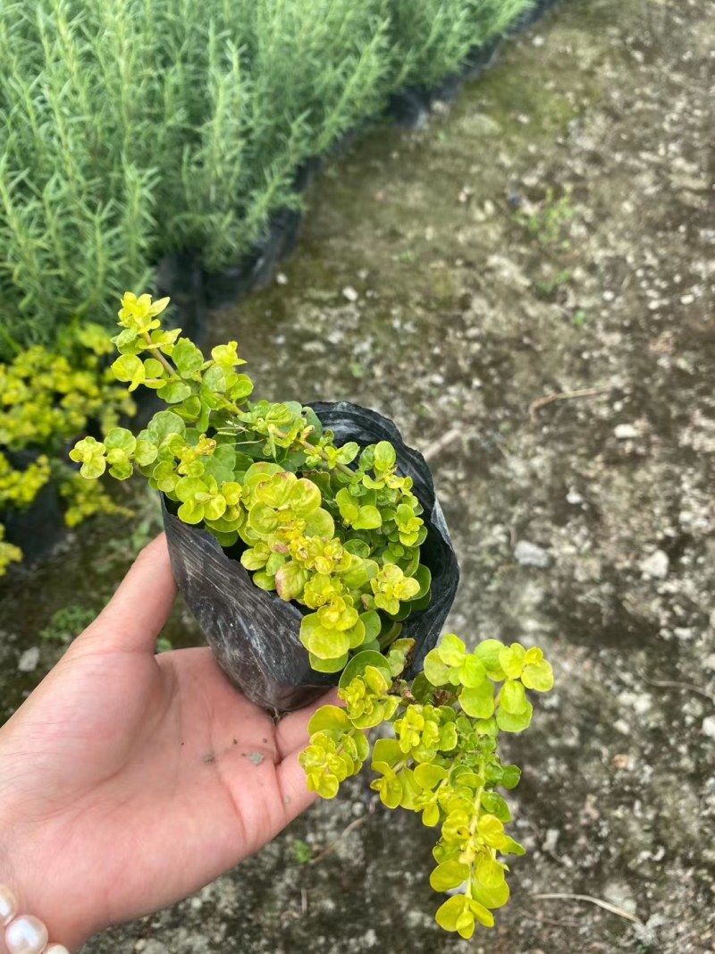 过路黄杯苗8-10公分高，小杯苗，货在成都