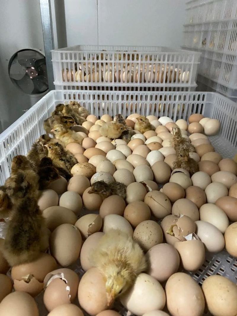 孵化场常年直销青脚土鸡苗笨鸡苗草鸡苗做好疫苗