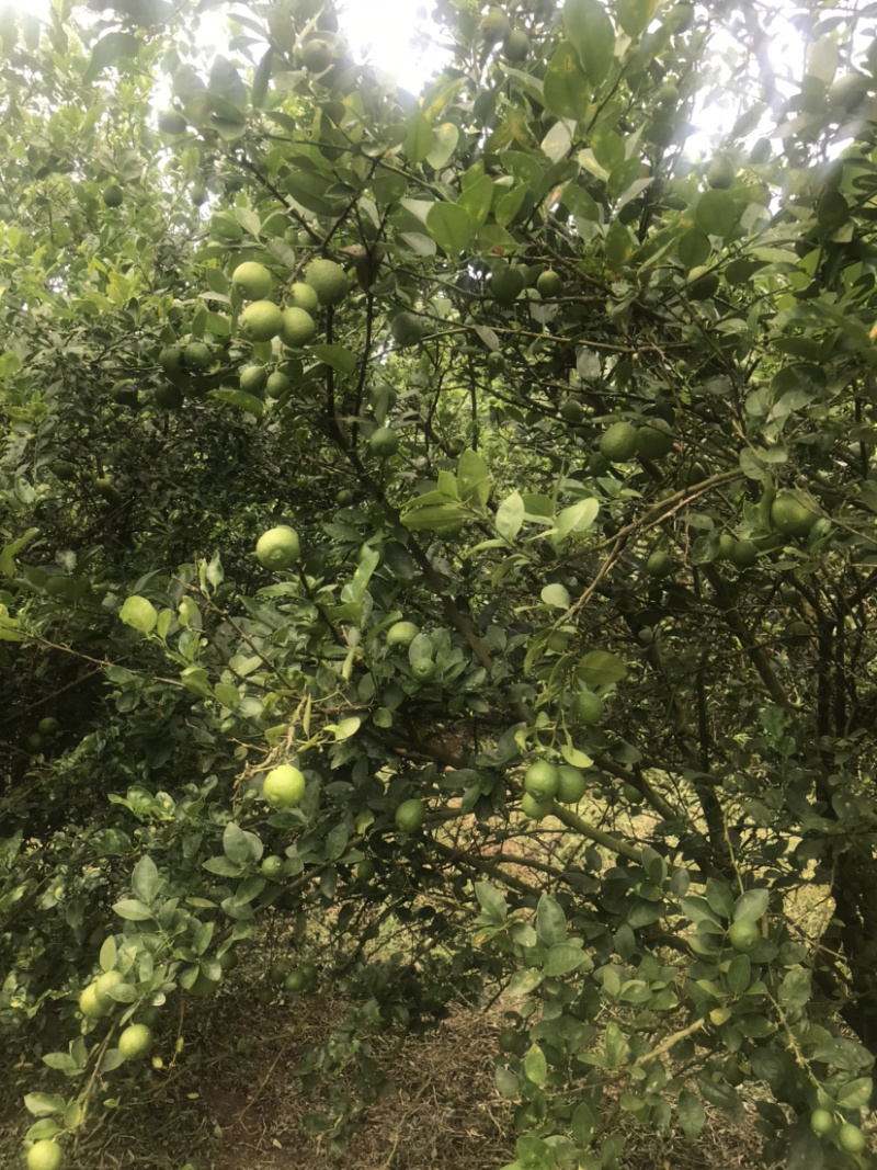 云南德宏芒市范氏果业