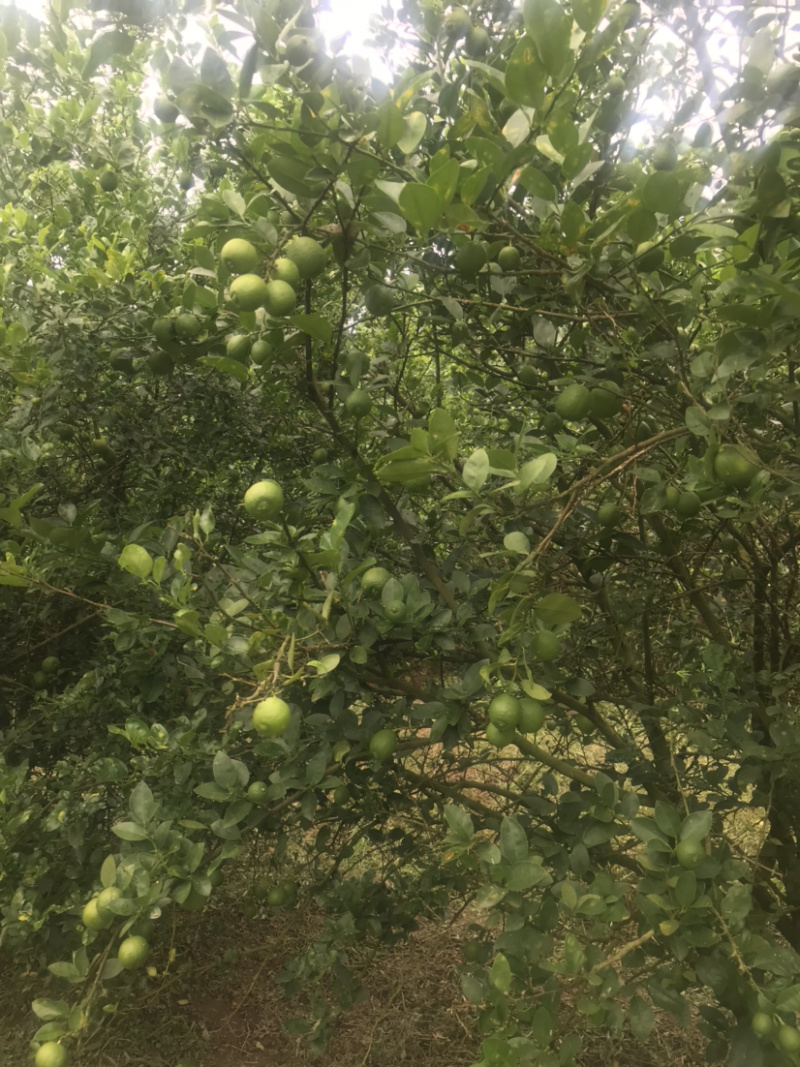 云南德宏芒市范氏果业