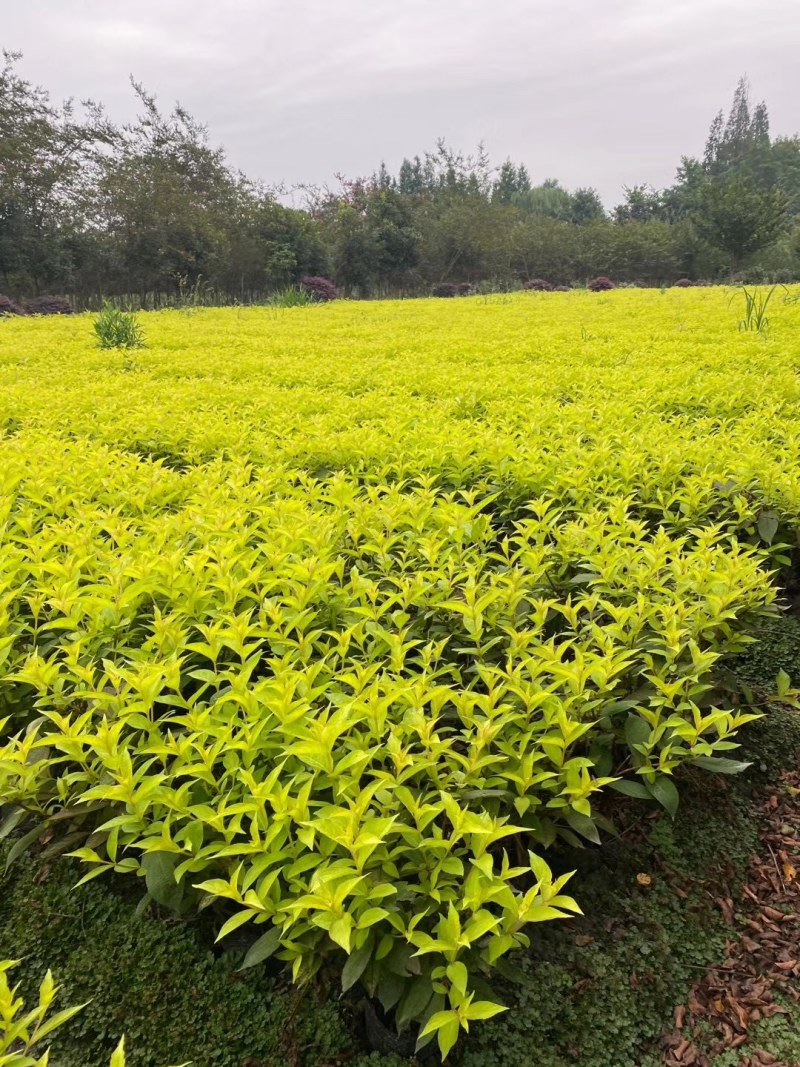 红王子锦带杯苗40-60公分，冠幅20-30公分。