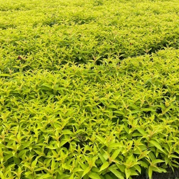 红王子锦带杯苗40-60公分，冠幅20-30公分。