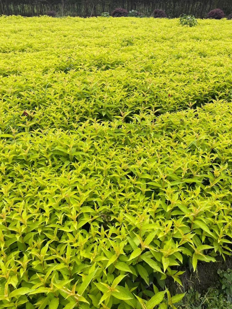 红王子锦带杯苗40-60公分，冠幅20-30公分。