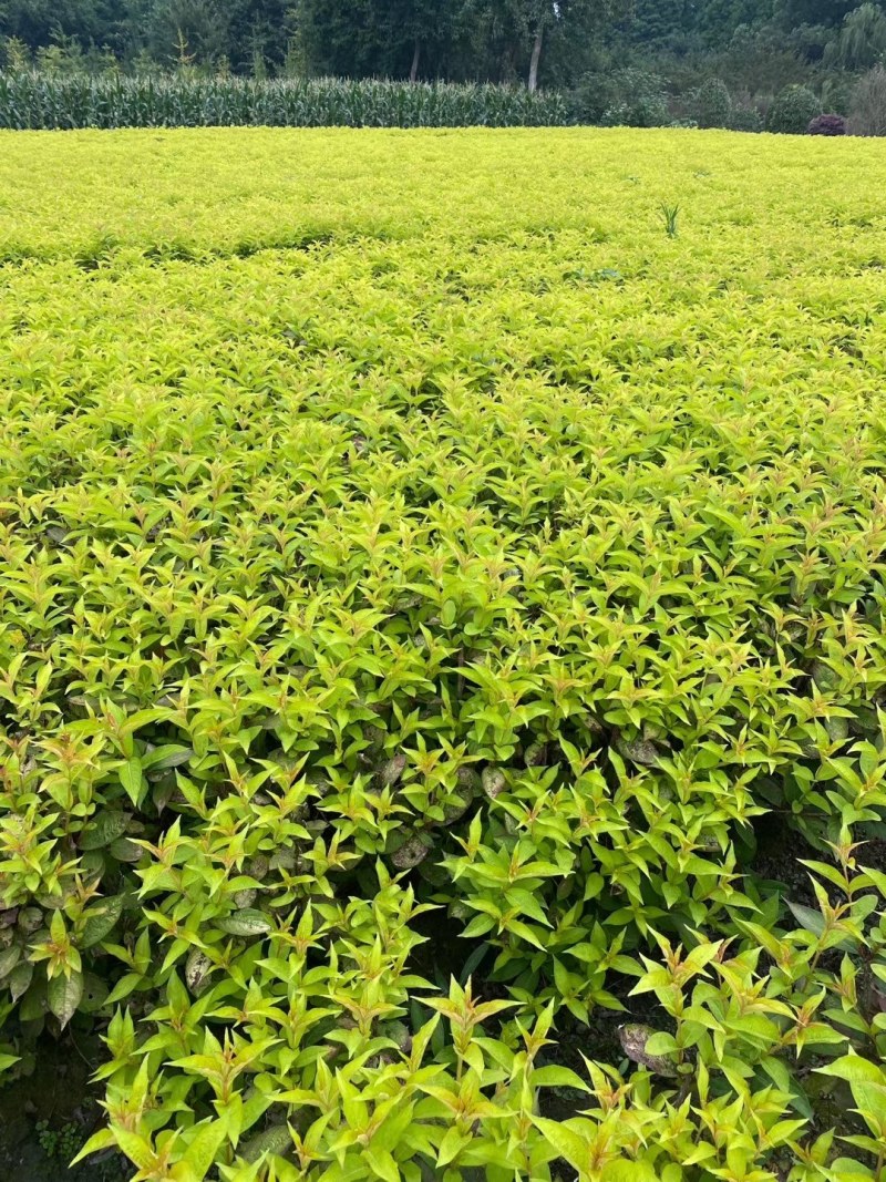 红王子锦带杯苗40-60公分，冠幅20-30公分。