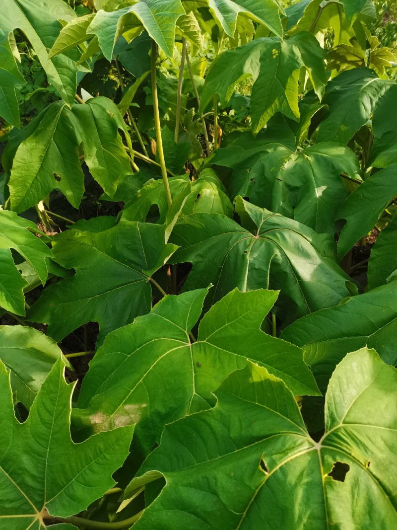寇脱、离南、活莌、倚商、通脱木、葱草、白通草