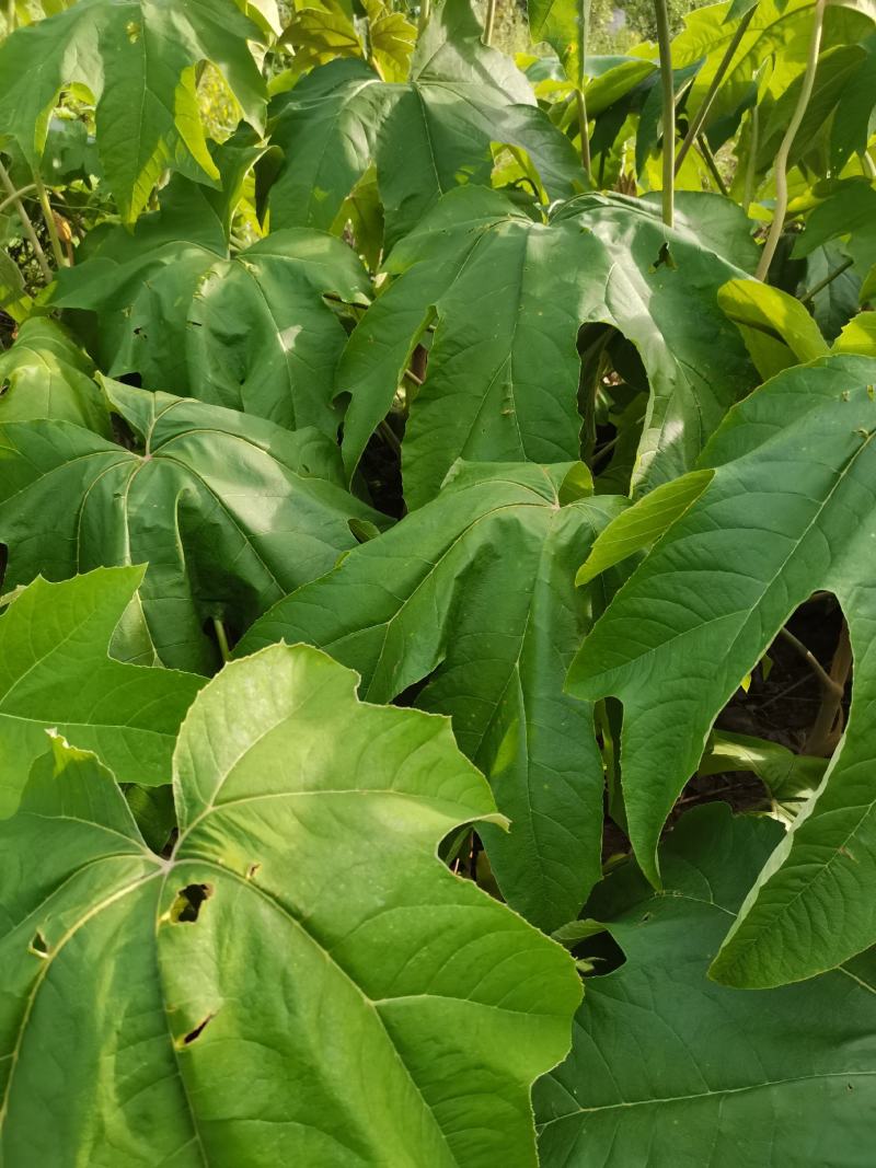 寇脱、离南、活莌、倚商、通脱木、葱草、白通草