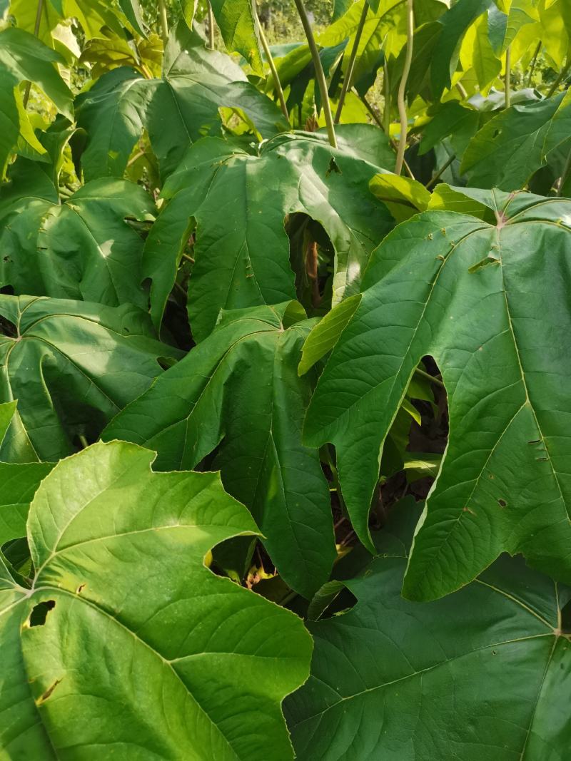 寇脱、离南、活莌、倚商、通脱木、葱草、白通草