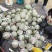 海阳特产。网纹瓜。可甜了