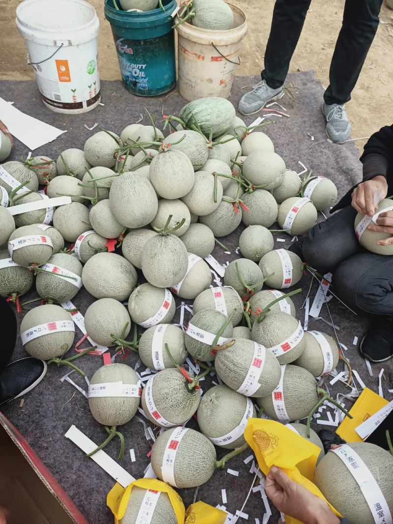 海阳特产。网纹瓜。可甜了