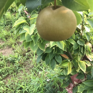 有要梨树联系一千多颗六年树龄