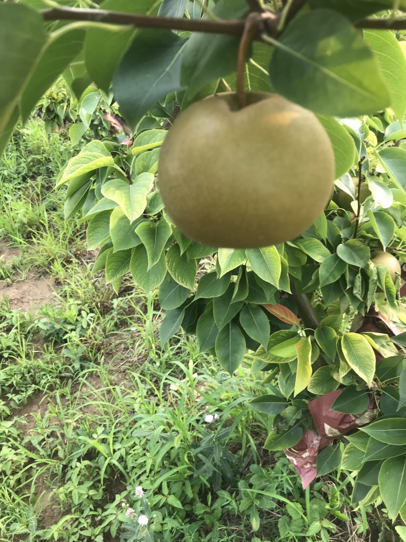 有要梨树联系一千多颗六年树龄