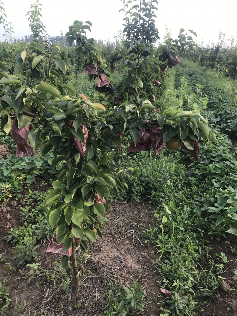有要梨树联系一千多颗六年树龄