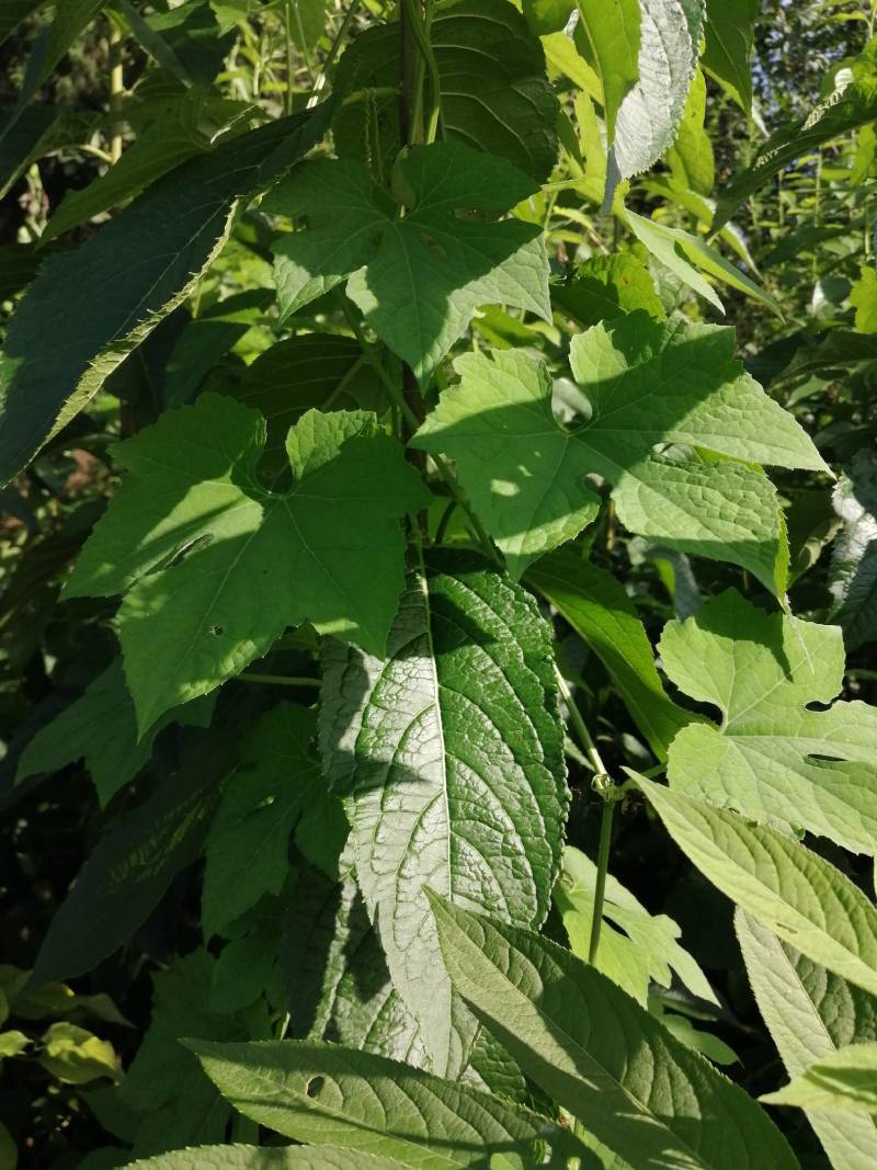 四川营山杜仲苗，基地直销，包枝术包成活，投资少，见效快，