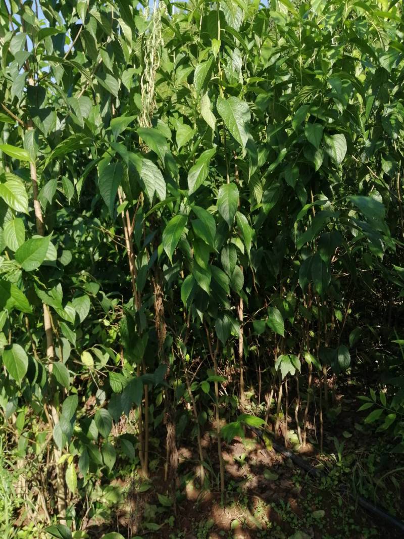 四川营山杜仲苗，基地直销，包枝术包成活，投资少，见效快，
