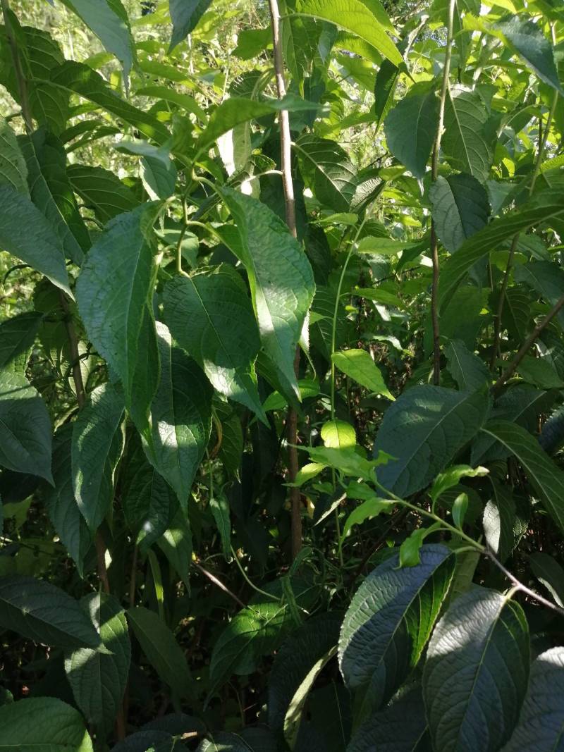 四川营山杜仲苗，基地直销，包枝术包成活，投资少，见效快，