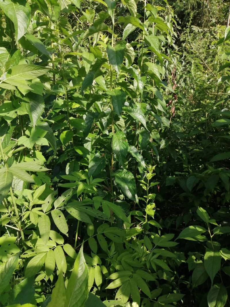 四川营山杜仲苗，基地直销，包枝术包成活，投资少，见效快，