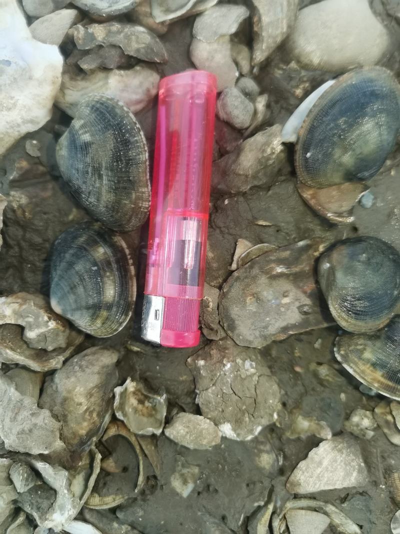 花甲花蛤，渤海湾一手货源码头直接装货