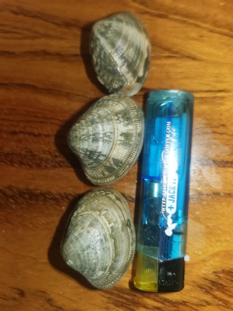 花甲花蛤，渤海湾一手货源码头直接装货