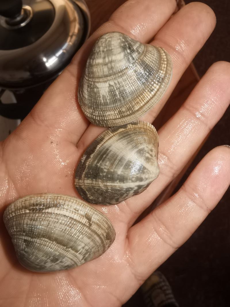 花甲花蛤，渤海湾一手货源码头直接装货