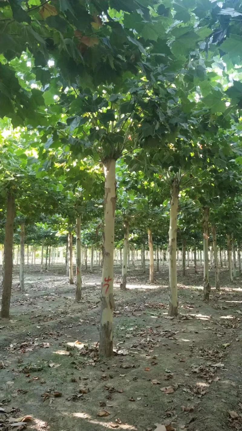 15公分法桐，河南南阳供应法桐，法桐有量
