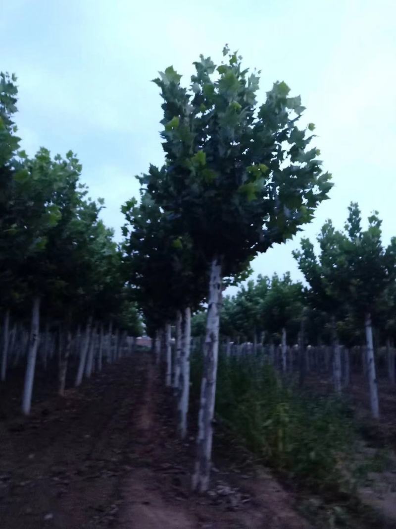 15公分法桐，河南南阳供应法桐，法桐有量