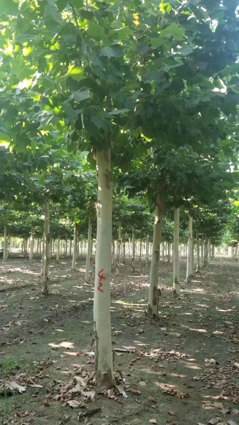 15公分法桐，河南南阳供应法桐，法桐有量