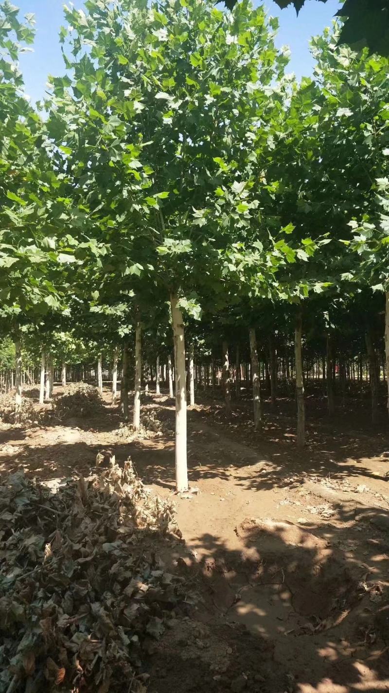 15公分法桐，河南南阳供应法桐，法桐有量