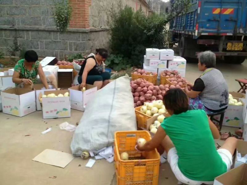 山东黄金梨产地梨园看货质量杠杠滴需要的一亩田联系我