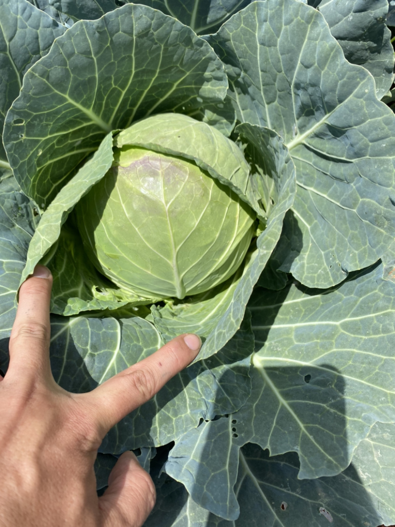 甘蓝产地直供甘蓝小铁头圆包菜1~2公斤精品