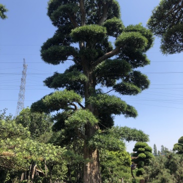 日本罗汉松