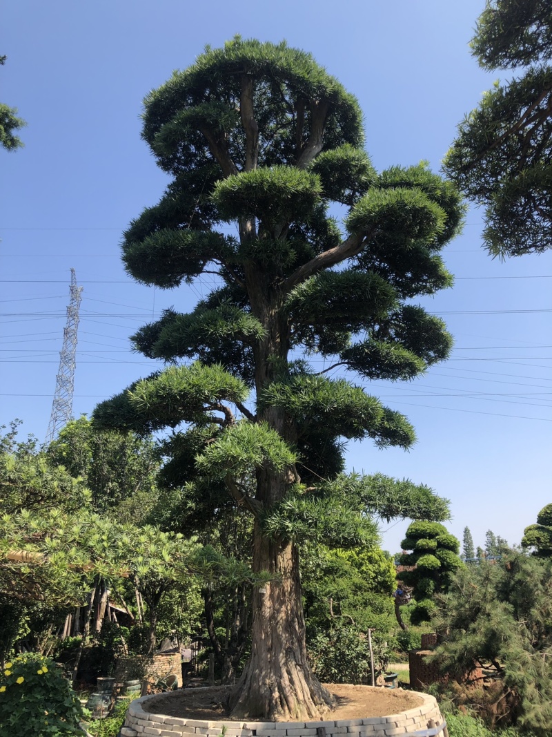 日本罗汉松