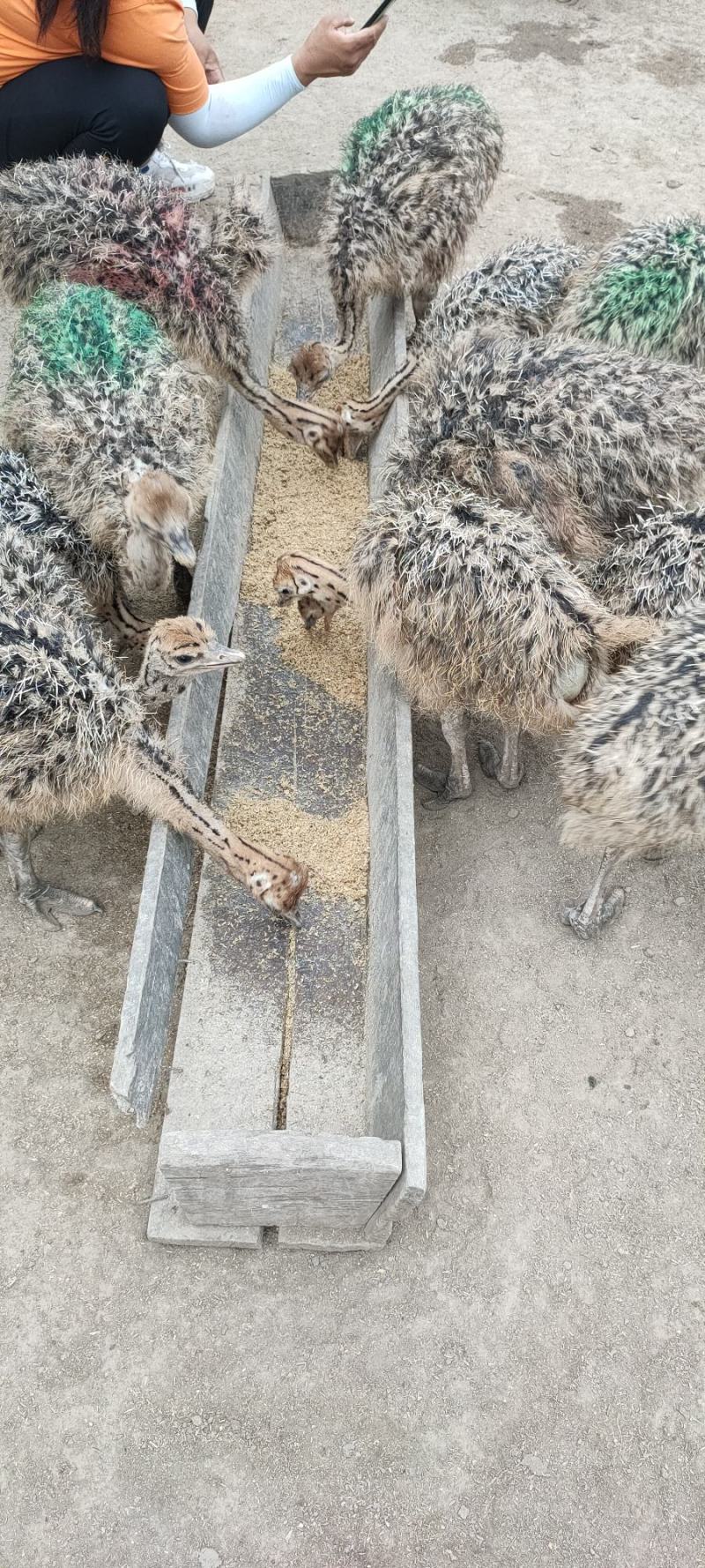 三个月非洲鸵鸟。好喂养。涨势快。价格低，